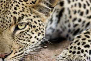 Leopardess in riverbed