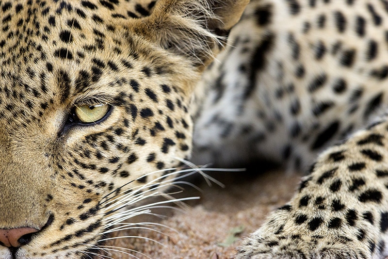 Leopardess in riverbed