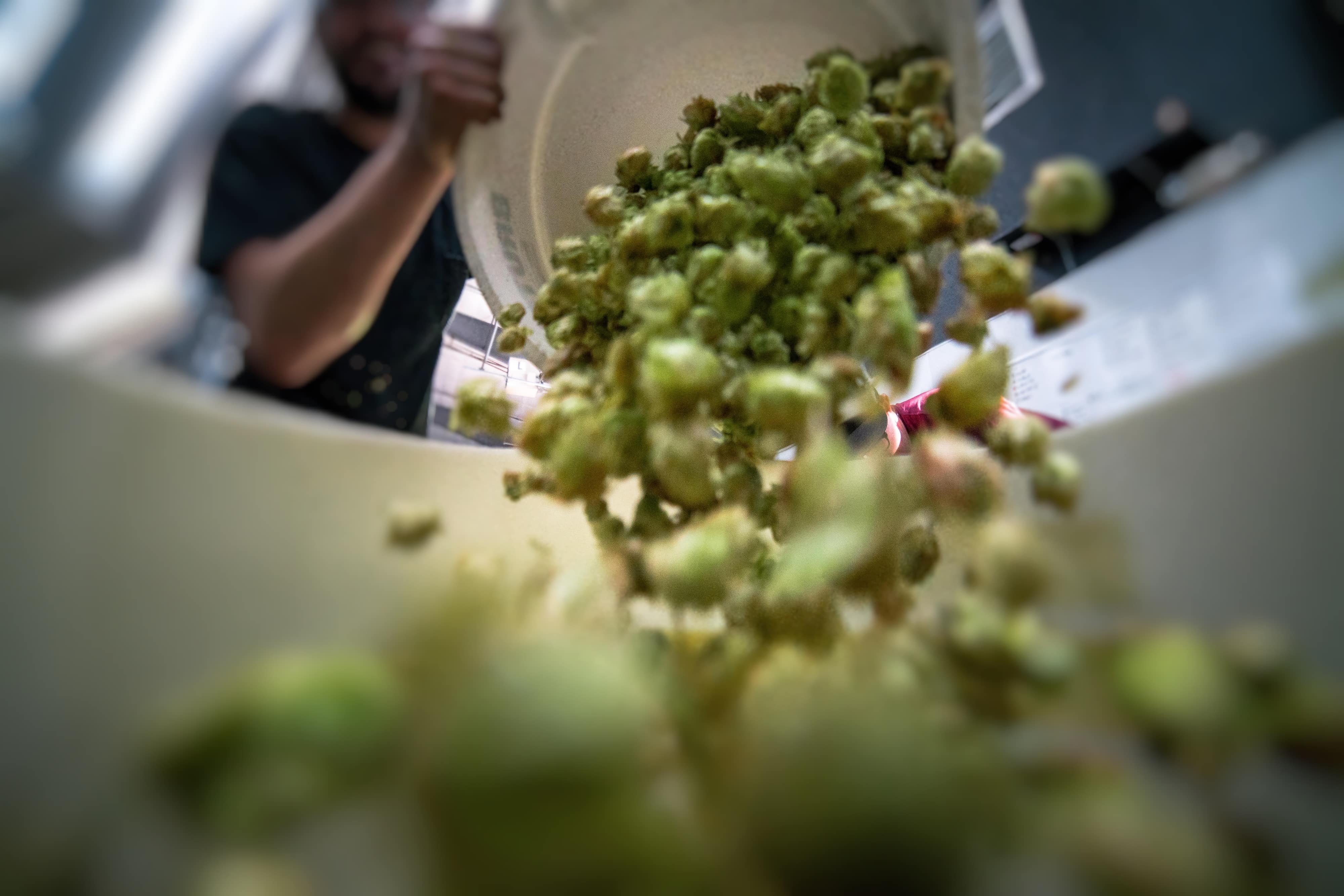 Blurred background, man dumping brussel sprouts down at camera. Camera vantage point looking up at brussel sprouts falling down.