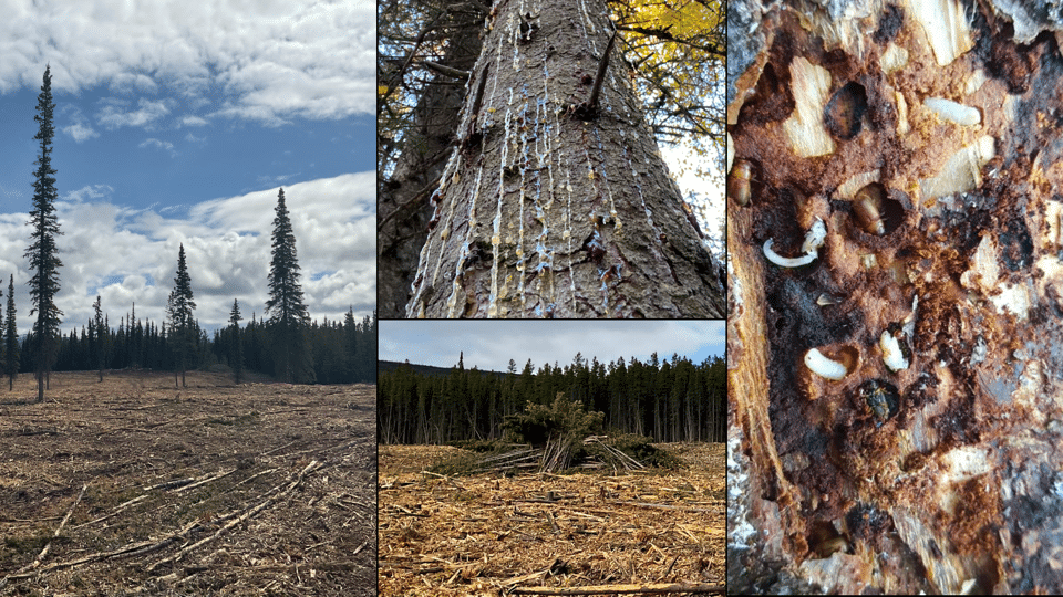 Collage of pictures showing bark beetles, boreal forests and trees