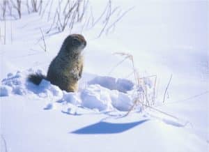 an arctic ground squirrel sitting up in the snow