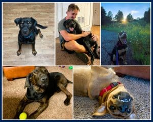 Trevor Geiger hugging his foster dog rugar in the top middle of a collage with Geiger's other dog fosters. Photo of rugar in the top left, photo of Sadie in the top right, Duke in the bottom left and Sonny in the bottom right.