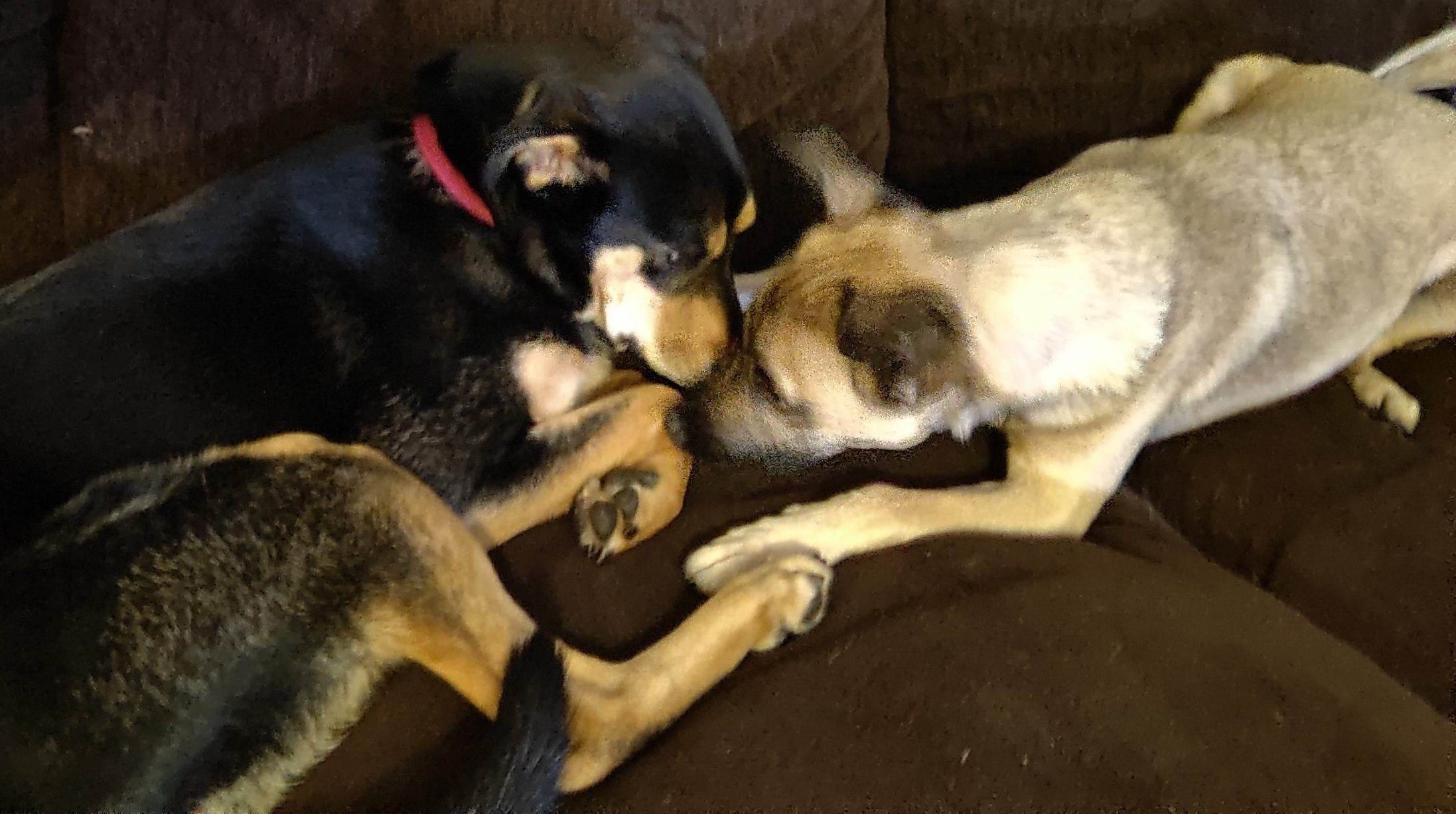 Two pups, Sadie and Anny, nose to nose, on a couch