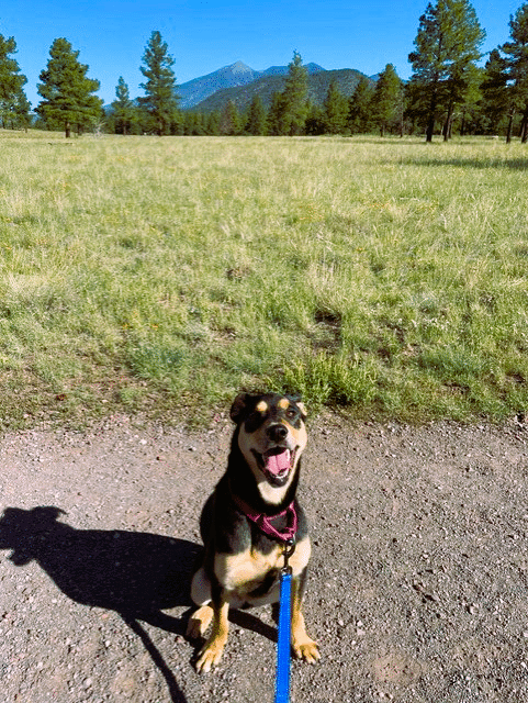 Sadie, black and brown dog against northern AZ trees and mountains background.