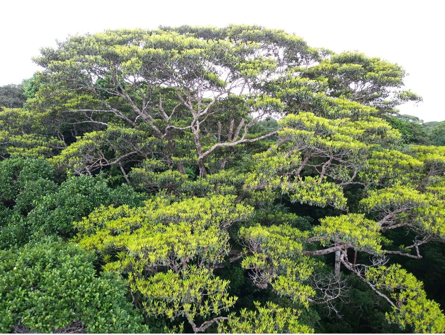 Into the unknown NASA space laser provides answers to a rainforest