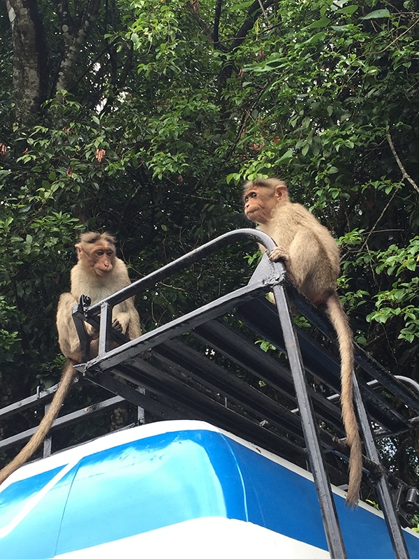 Two monkeys sit on top of a bus in front of trees in India.