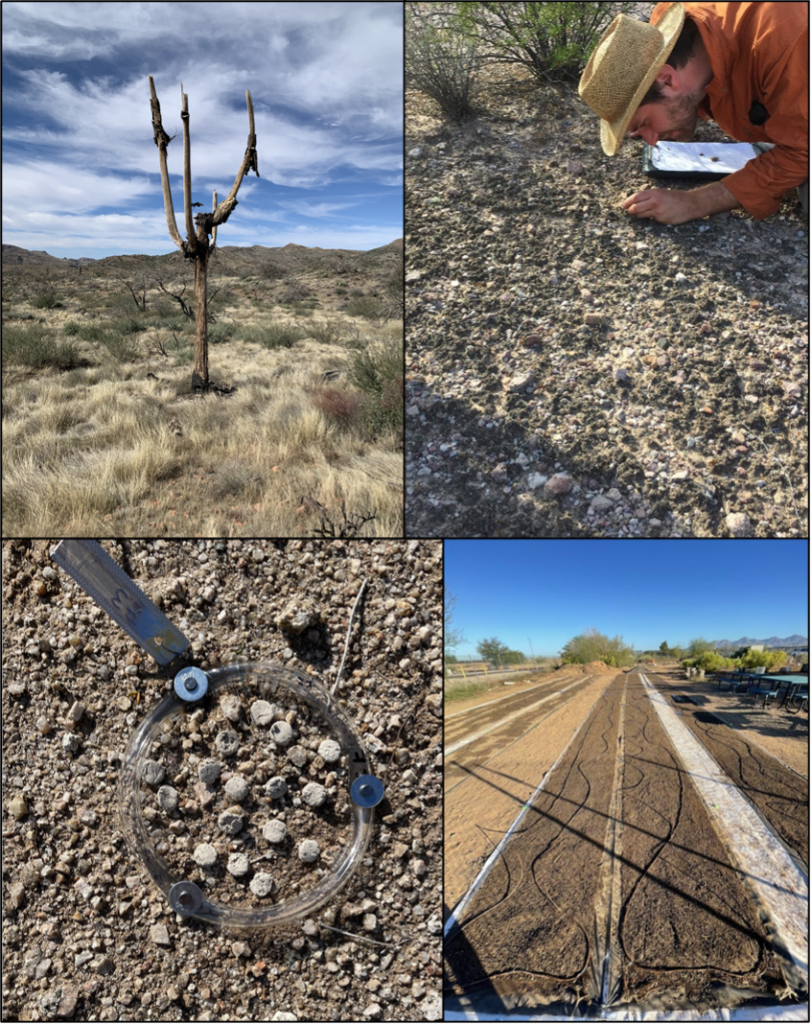 Photo legend (clockwise from upper left). A burned Sonoran Desert site already experiencing a proliferation of grasses. Soil surface covered with dark-colored biocrusts. Biocrust sod farm in Scottsdale. A trial of experimental clay pellets impregnated with biocrust biota.