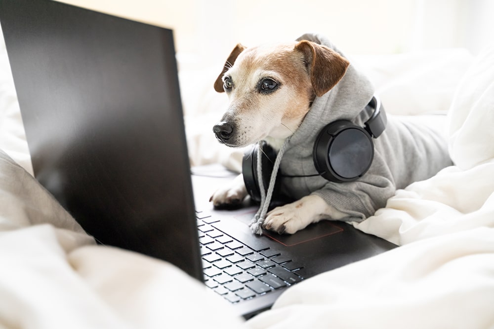 A small dog wearing a sweatshirt and headphones watches a laptop.