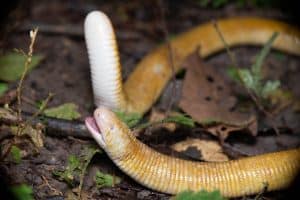 Amphisbaena alba, a snake that looks similar to an earthworm
