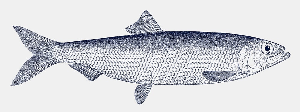 A sketch of the Pacific herring