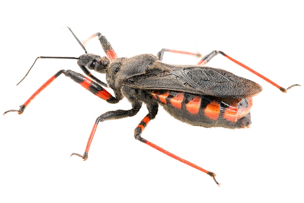 Murder hornets, assassin bugs—is it safe to go outside? – The NAU Review
