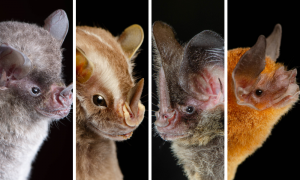 Four close-up images of bats