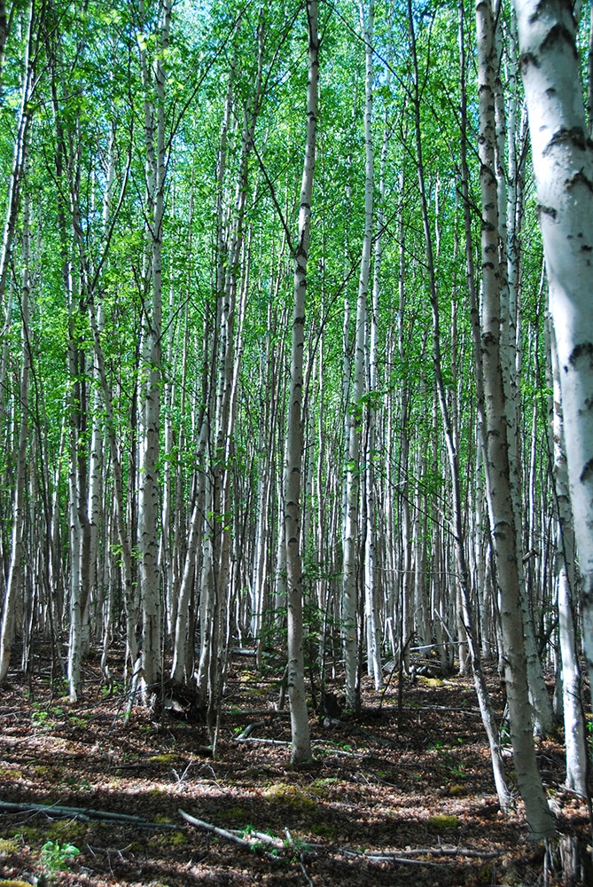 Deciduous trees in the boreal forest
