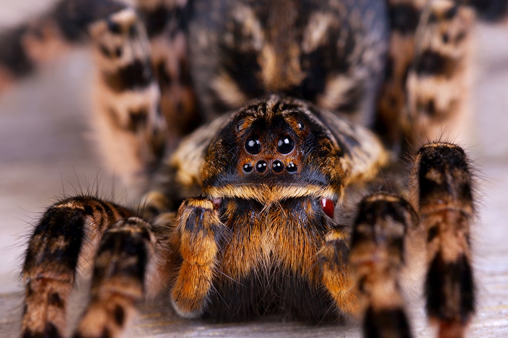 Macro photo shot of tarantula spider