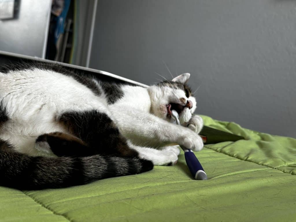 A black and white cat playing with a toothbrush.