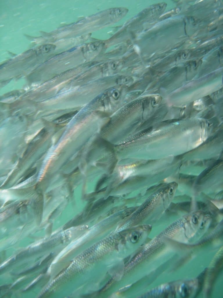 Underwater shot of a school of Pacific herring