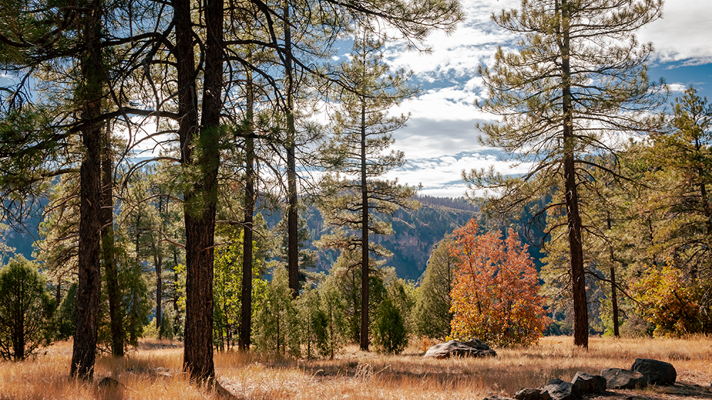 A forest around Flagstaff with leaves changing color