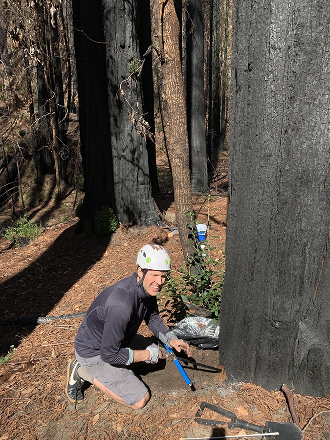 Drew Peltier collecting data from a redwood.