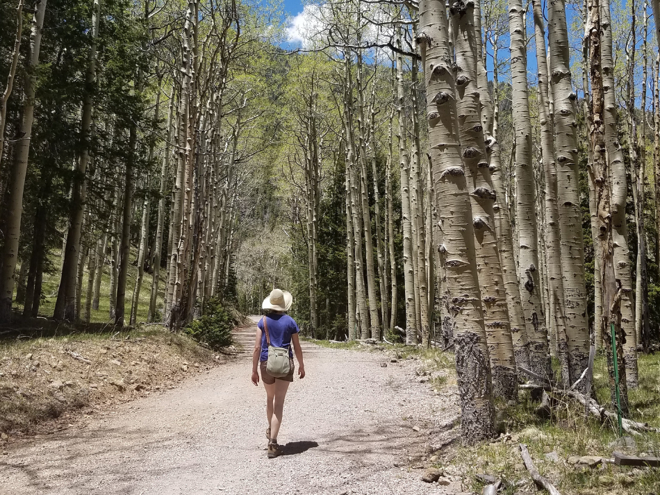 person walking on path through aspen trees