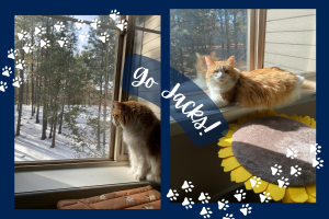 left: orange and white cat looking out window; right: orange and white cat sitting in window looking at camera - blue background and cat print graphics with "Go Jacks!" over images