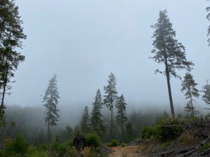 a forest of redwood trees rising out of fog