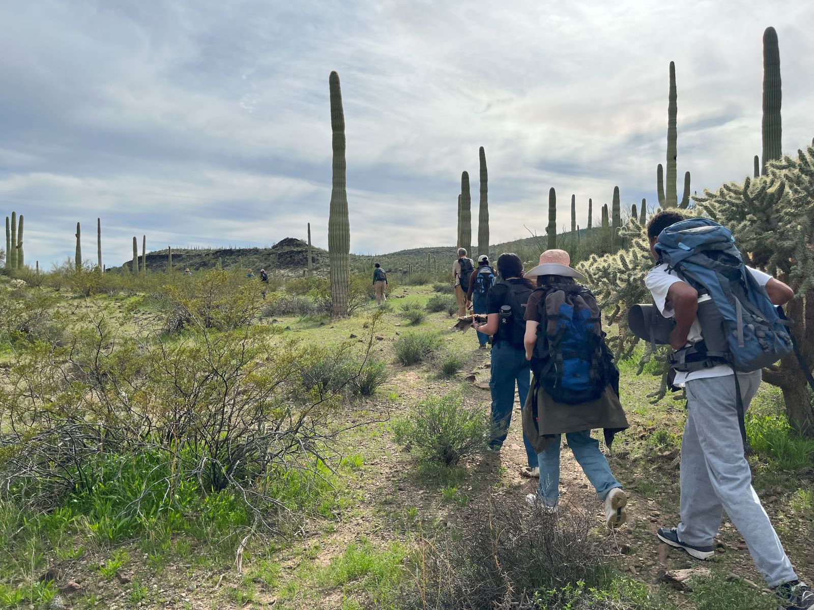 Students carrying backpacks hike past saguaro and cholla cactuses. 