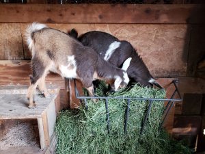 Two small goats climbing into a wire feed trough full of hay.