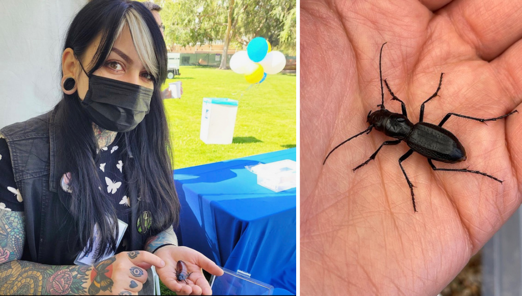 Photo of Jamie Ramirez with a roach in her hand beside photo of a Giant Tiger Beetle in a hand.