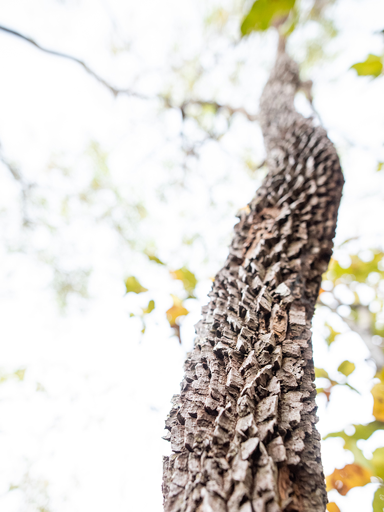 Bark on the trees in Brazil's Cerrado, or savanna, play a protective role for both the tree and the environment.