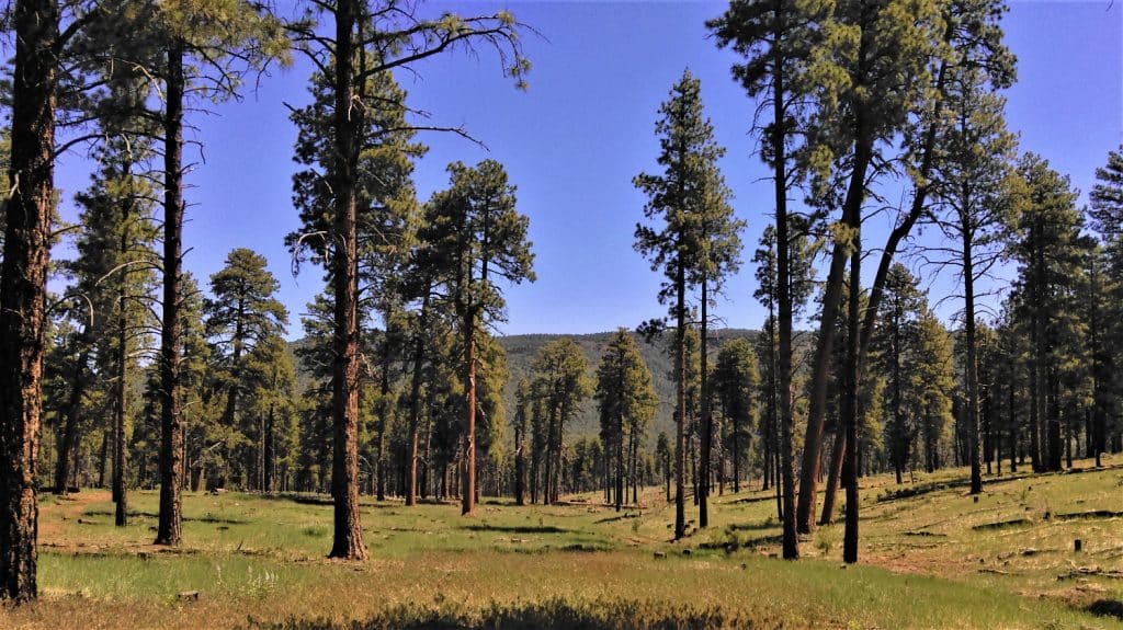 A forest of ponderosa pine trees at the base of Mount Trumbull.