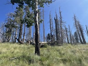 Trees run along the ridge of a mountain.