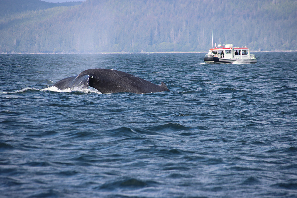 Humpback Whale (Megaptera novaeangliae) diving in Auke Bay near Juneau, Alaska, USA.