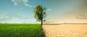 A green, watered field with a tree transposed next to a dry, arid field in a drought.