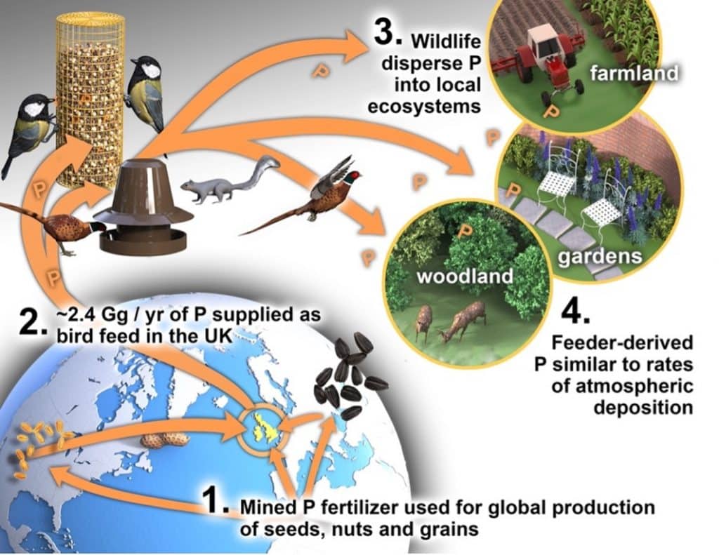 Graphic showing the cycle of bird feeding in a local ecosystem.