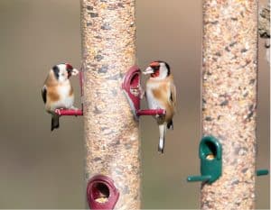 Two goldfinches (Carduelis carduelis) using a mixed seed bird feeder