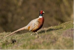 Supplementary feeding of ring-necked pheasants (Phasianus colchicus) has a major impact on local nutrient cycles in the United Kingdom. 