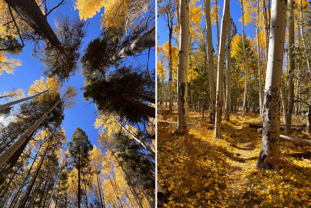 Fall leaves at Hart Prairie Trail