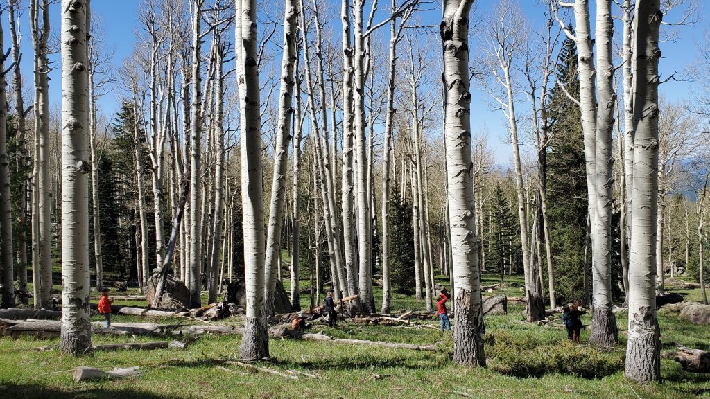 ERI researchers in red take photographs in an aspen forest.