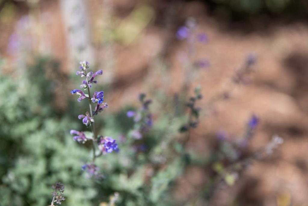 Closeup photo of a plant with purple buds