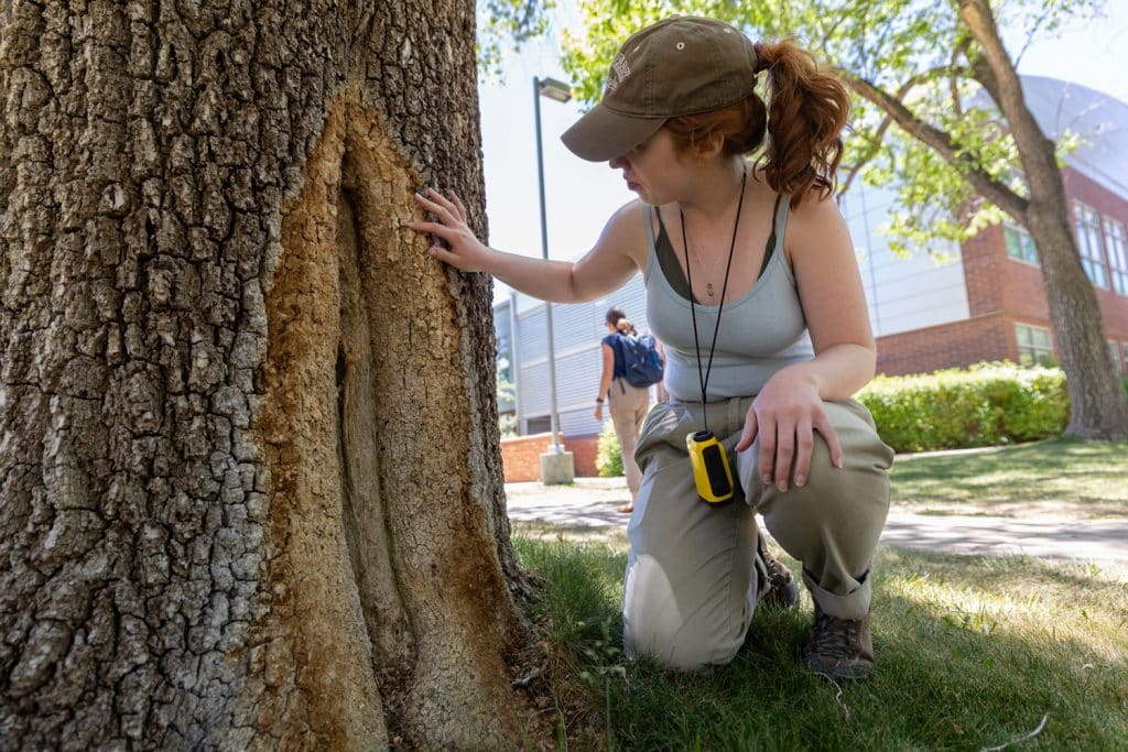 Estella Percarpio looking at a damaged tree trunk