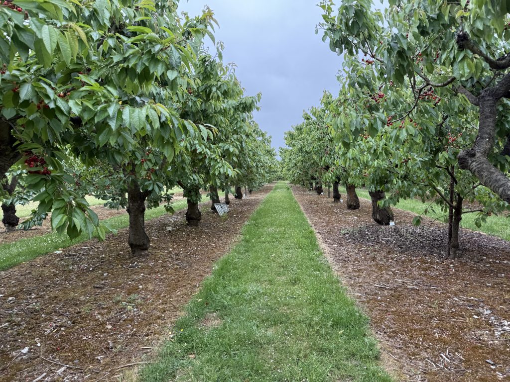 trees in a fruit orchard