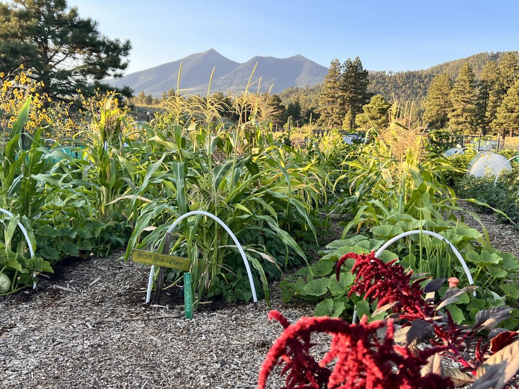 Field of blue corn crops growing in front of the San Francisco Peaks
