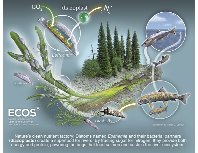 Graphic showing how salmon and a particular diatom are part of the same food web