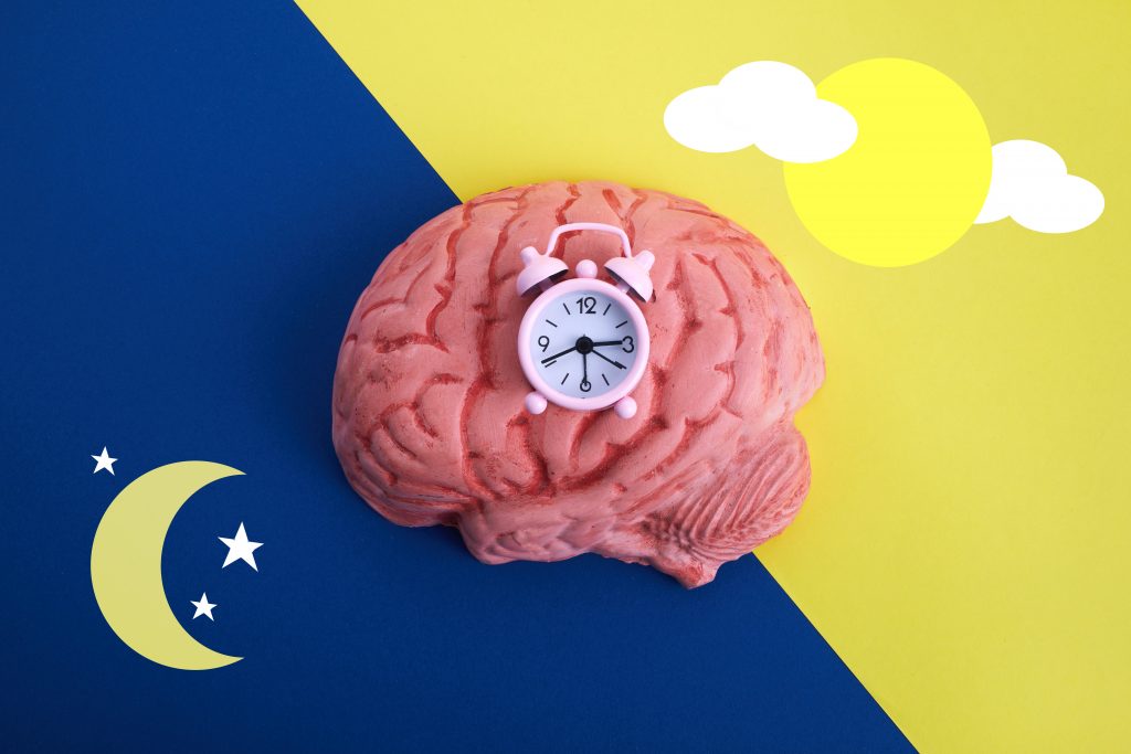 Brain with alarm clock, half the brain in is the night and half in the day to demonstrate waking and sleeping.