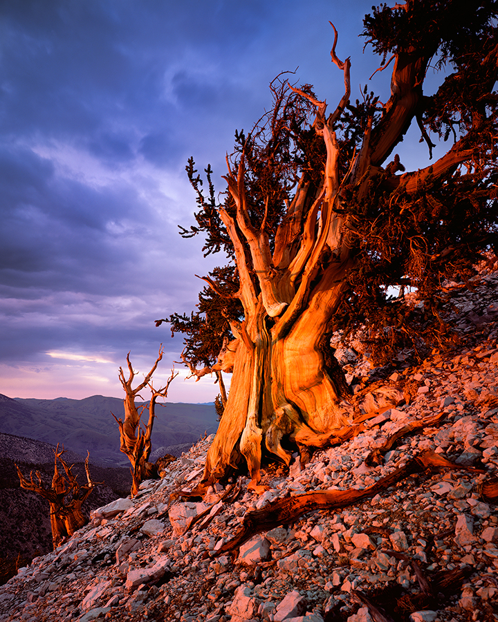 David Muench photograph of a gnarled tree on a mountainside at sunset.