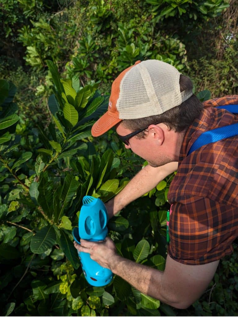 A researcher with a kettle dunking leaves in boiling water.