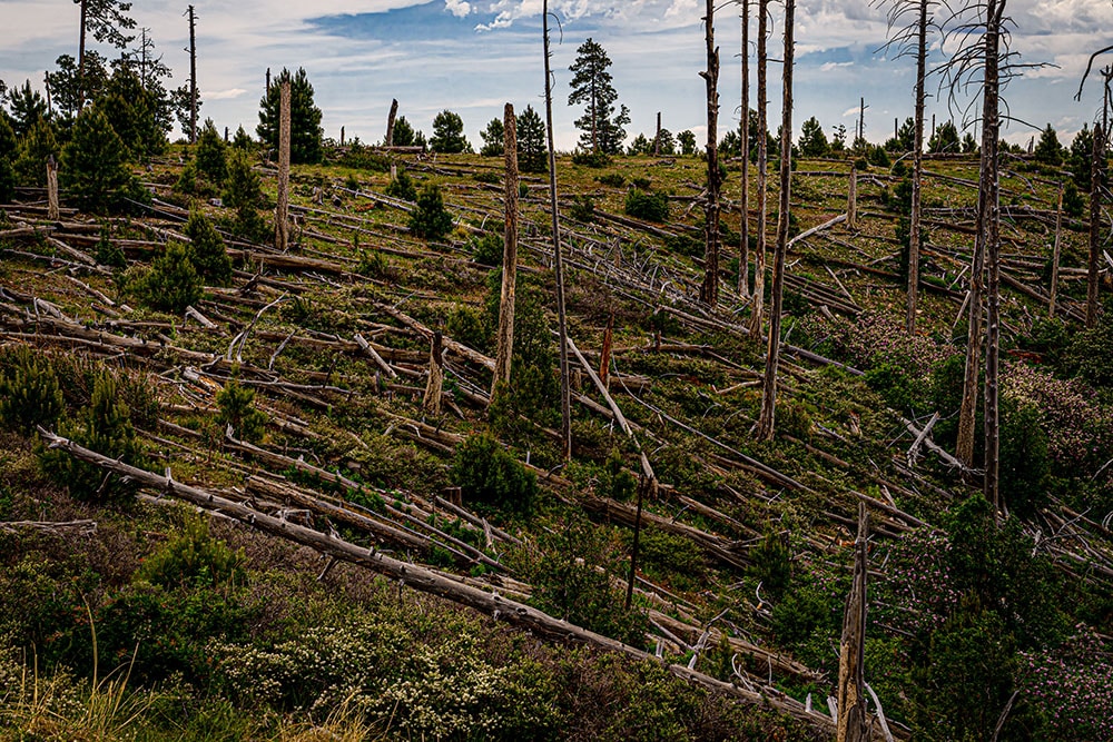 This is a view of the Mogollon Rim taken from FR 300 in Arizona, showing remnants of the Dude Fire of 1990.