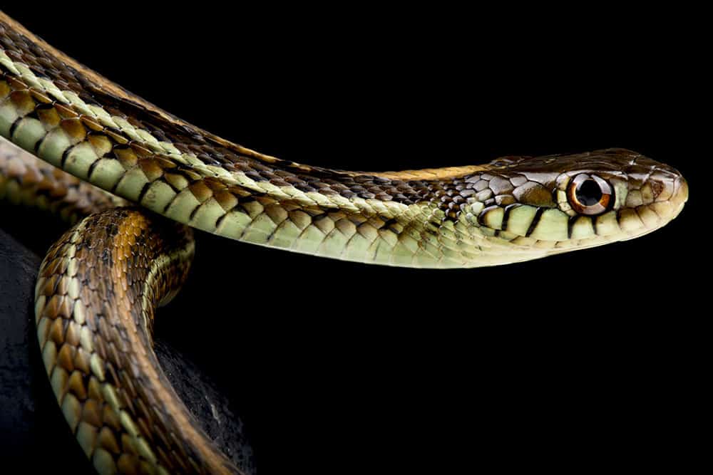 Mexican gartersnake