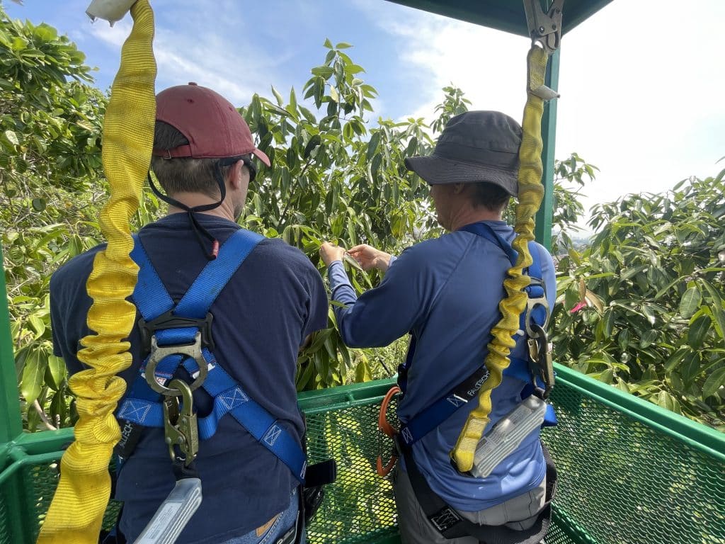 Researchers up in the canopy doing research.