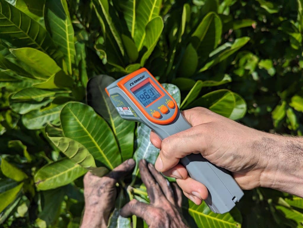 A researcher measuring temperature of rainforest leaves.
